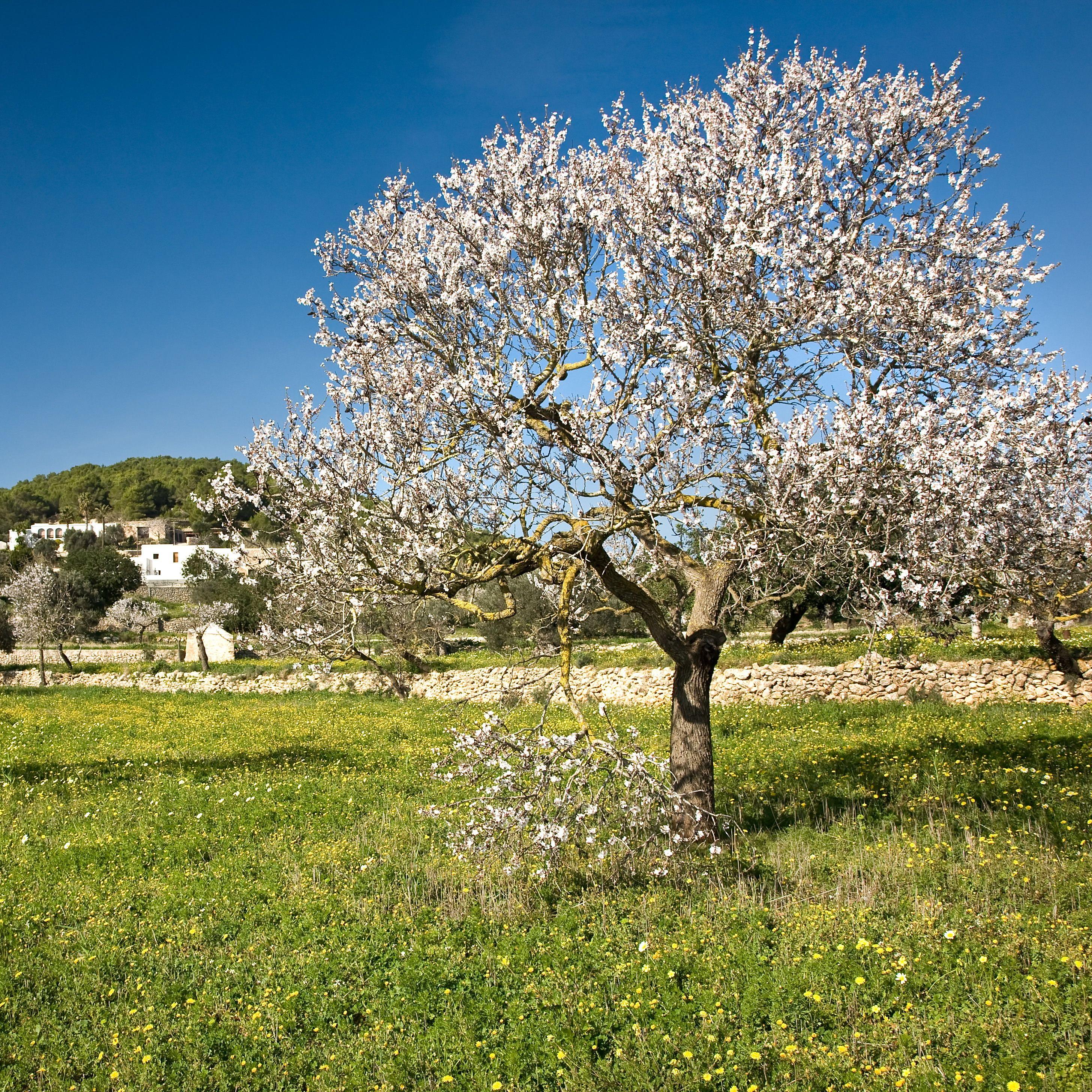 Ibiza