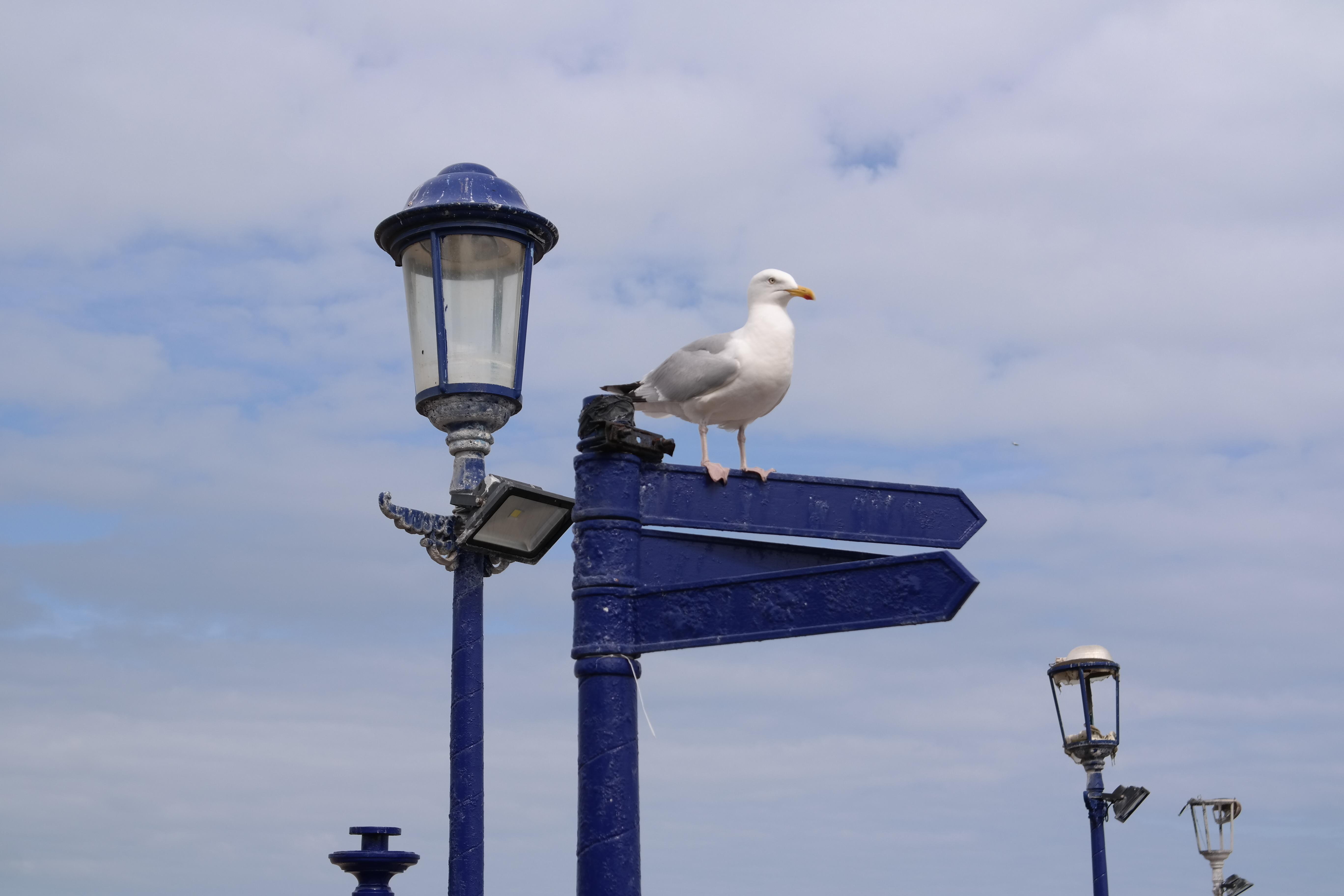 InTuition Languages