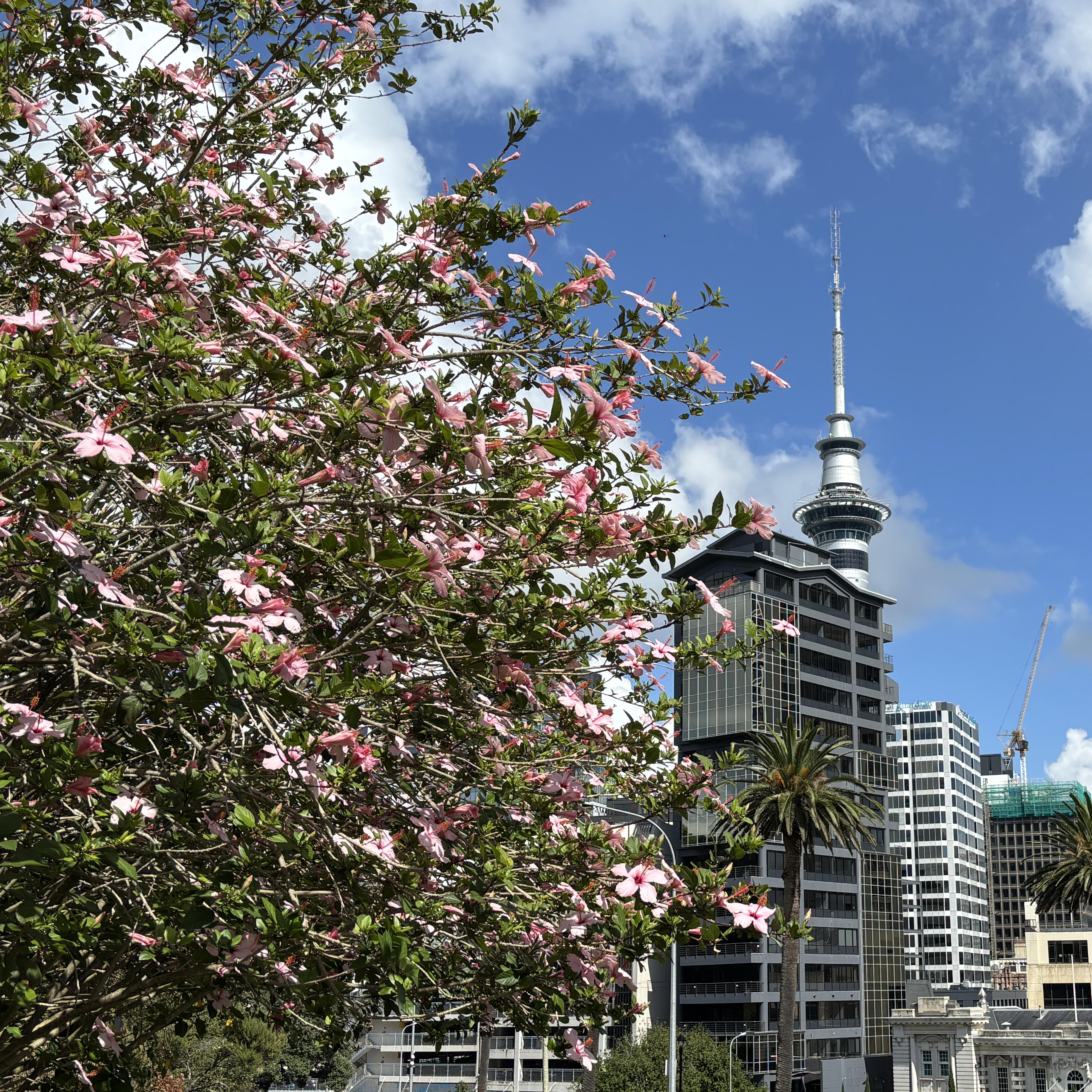 neuseeland-sprachaufenthalt-auckland