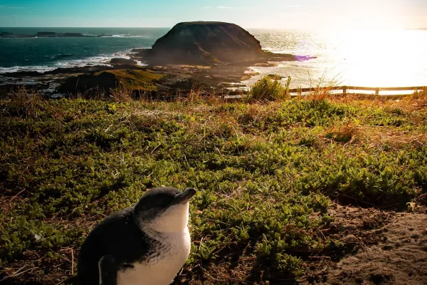 Phillip Island